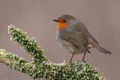 70 Rotkehlchen - Erithacus rubecula